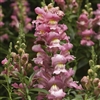 Antirrhinum S'tastic Pink Pell