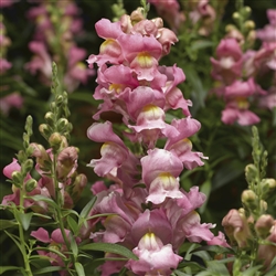 Antirrhinum S'tastic Pink Pell