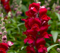 Antirrhinum S'tastic Red Pelle