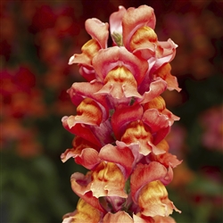 Antirrhinum S'tastic Orange Fl