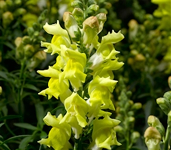 Antirrhinum S'tastic Yellow Pe