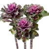 Kale Euro Katinka (Pink Vein)_disc