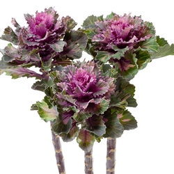 Kale Euro Katinka (Pink Vein)_disc
