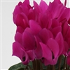 Cyclamen Picola Lt Purple