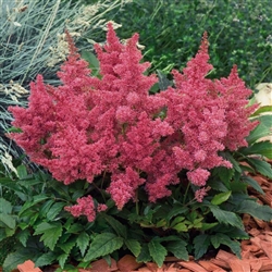 Astilbe Astary Rose Pellets