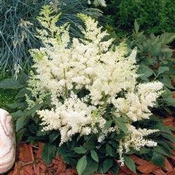 Astilbe Astary White Pellets