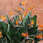 Strelitzia Reginae