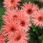 Gerbera Festival Spider_disc