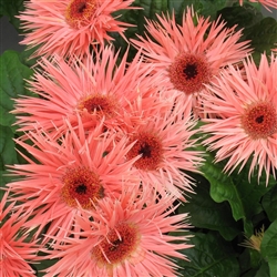 Gerbera Festival Spider