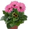 Gerbera F/Line Midi LavBC