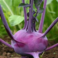 Kohlrabi Purple Vienna
