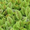 Sorrel Red Vein