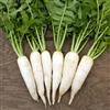 Radish Daikon