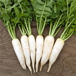 Radish Daikon