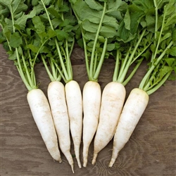 Radish Daikon