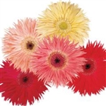 Gerbera Festival Spider_disc