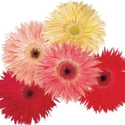 Gerbera Festival Spider_disc