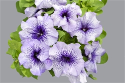 Petunia Limbo Blue Vein GP Pel