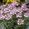 Nemesia 7th Heaven Lavender Bicolour