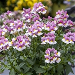 Nemesia 7th Heaven Lavender Bicolour