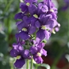 Nemesia 7th Heaven Blue