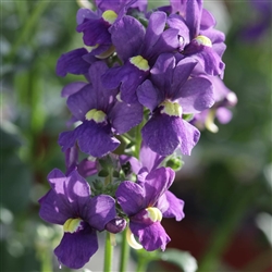 Nemesia 7th Heaven Blue