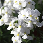 Nemesia 7th Heaven White