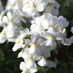 Nemesia 7th Heaven White