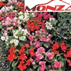 Begonia Monza Mix