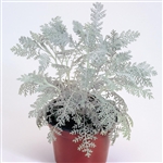 Tanacetum Silver Lace