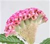Celosia Act Pink