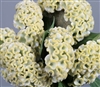 Celosia Act Lemon