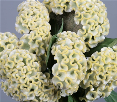 Celosia Act Lemon