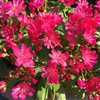 Lewisia Elise Neon red