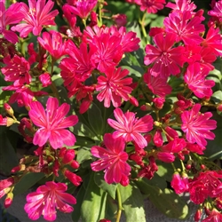 Lewisia Elise Neon red