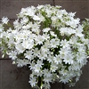 Lewisia Elise White