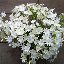 Lewisia Elise White