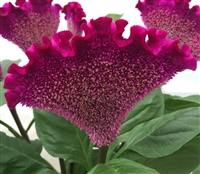 Celosia Act Purple