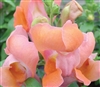 Antirrhinum Snappy Bronze