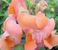 Antirrhinum Snappy Bronze