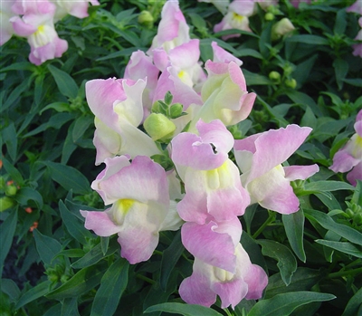 Antirrhinum Snappy Lavender Blush