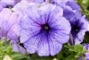 Petunia Mambo Blue Veined Pellets