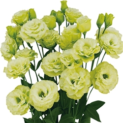 Lisianthus Megalo 1 Lime Pellets