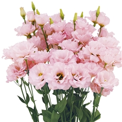 Lisianthus Megalo 1 Cherry Pellets