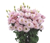 Lisianthus Arosa 1 Pink Pellets