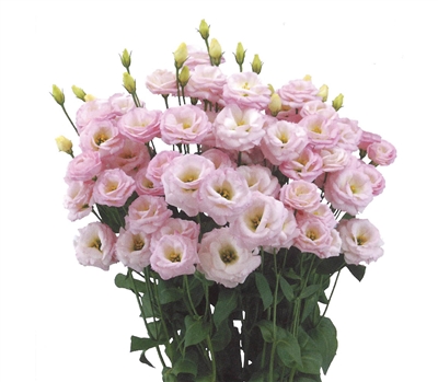 Lisianthus Arosa 1 Pink_disc