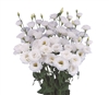 Lisianthus Arosa 1 White Pellets