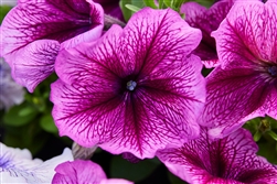 Petunia Mambo Plum Pellets