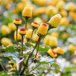 Acmella oleracea Yellow