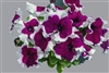 Petunia Limbo Burgundy Picotee Pellets